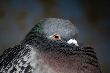 portrait of a pigeon
