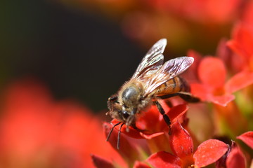Honeybee on Red Flowers