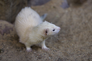 Full body of domestic beige male ferret