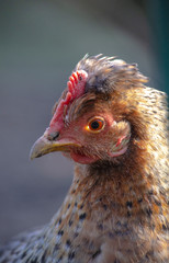 portrait of a chicken
