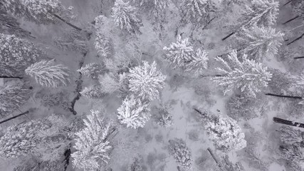 Endless loop video, straight down view of snow covered forest in the Sierra Nevada Mountains.