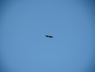 bird flying in the sky