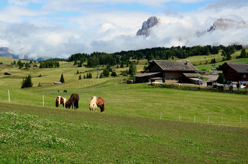 Mountain landscape with horses and hut.  Parco naturale Gruppo di Tessa. Natural Park Gruppo di...