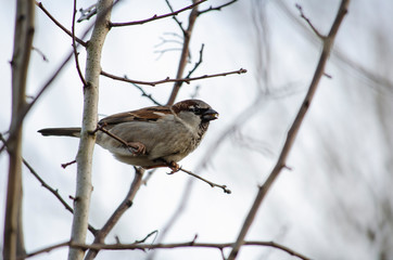 sparrow on branch of tree