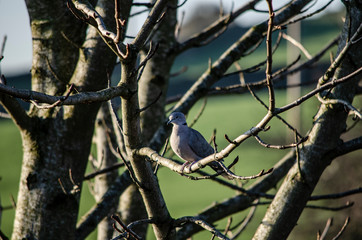 dove, pigeon  on a branch