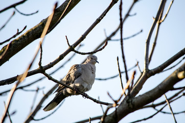 dove, pigeon  on a branch