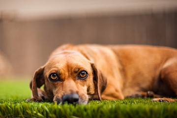 Adopted dacshund mix looking strikingly in to the camera.