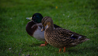 duck on the grass