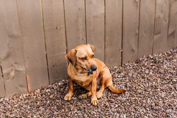Calm Chiweenie sitting against a fence on the gravel looking off into the distance.