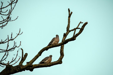 dove, pigeon  on a branch