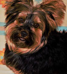 Naklejka premium Hund Süß