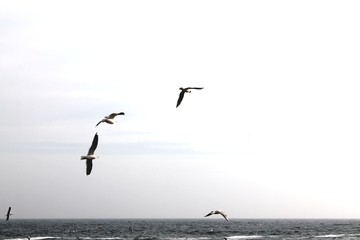 Fototapeta na wymiar seagulls over the borderless sea
