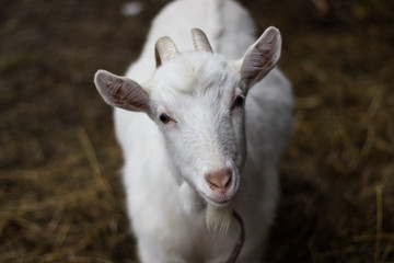 Goat looking up portrait
