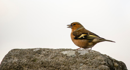 robin on a branch/ stone rock