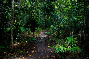 Daintree rainforrest 