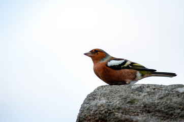 robin on a branch/ stone rock