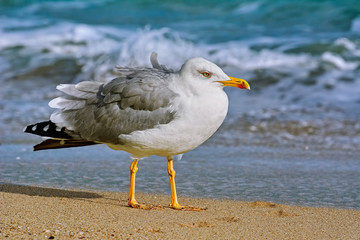 Seagull on the shore