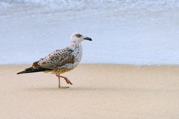 Fledgling of gull