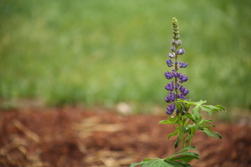 Purple Lupine