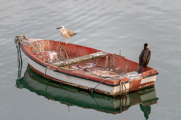 Seagull and cormoran on a boat in the sea, full of bird droppings.Calm sea, tranquility,...