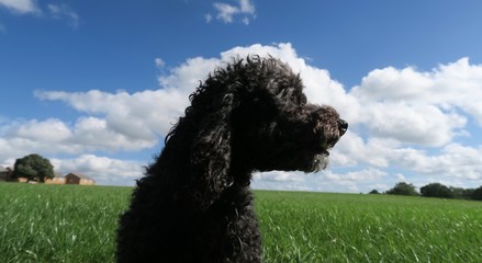 dog on green grass