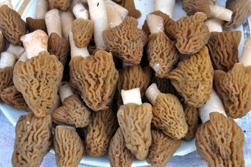 The first mushrooms are collected Morchella