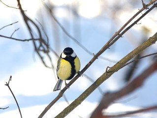 The titmouse sits on a branch