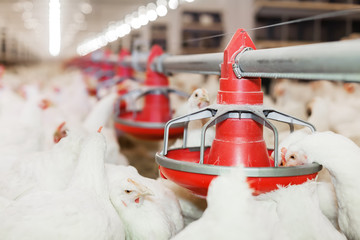 Indoors chicken farm
