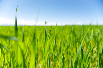 Landscape of green grass and blue sky