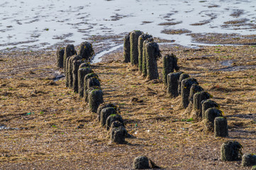 Obraz premium Old jetty posts at the german north sea coast.