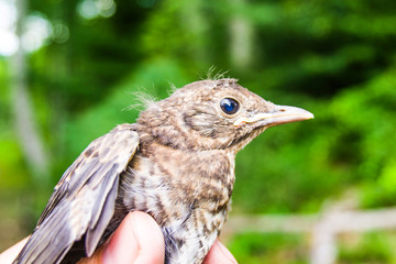 small wounded bird cared for by nature lover