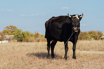 black cow on pasture, ecological farm, cow on field in summer