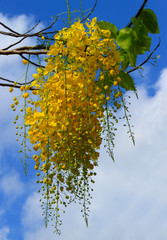 Golden Rain Tree or Cassia fistula, Canafistula. Branch with hanging bright yellow inflorescence on sky background. It is the national tree of Thailand, and its flower is Thailand's national symbol.