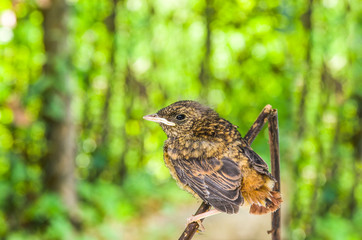 little bird laying on a branch protected by the large forest