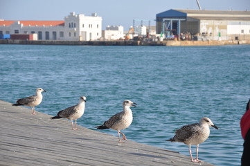 Four walking larines (seagulls)