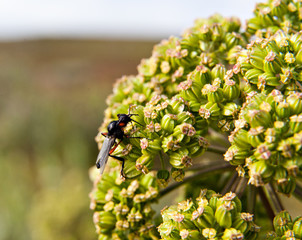 insect fly with bright orange legs on an umbrella plant flower.