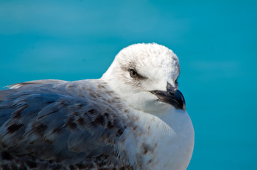white gray and blue seagull facing the sea
