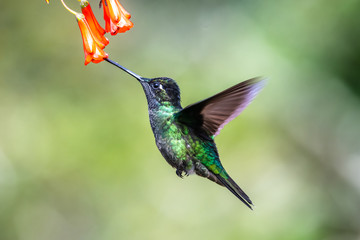 Blue hummingbird Violet Sabrewing flying next to beautiful red flower. Tinny bird fly in jungle. Wildlife in tropic Costa Rica. Two bird sucking nectar from bloom in the forest. Bird behaviour