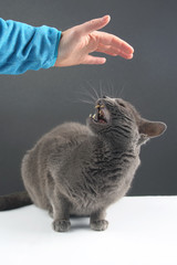 gray cat responds aggressively to a person's desire to stroke it