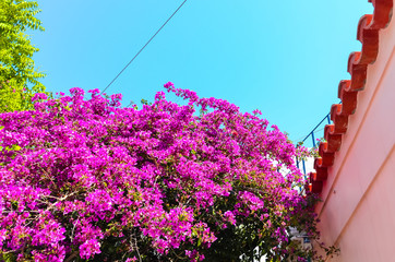 Beautiful flowers on tree with blue sky