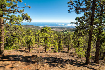 View from mountain forest on Tenerife