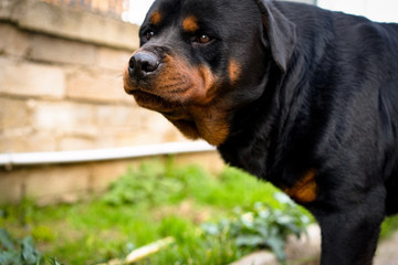 Angry rottweiler portrait in the garden. Black dog with beautiful muzzle and straight look posing in front of camera