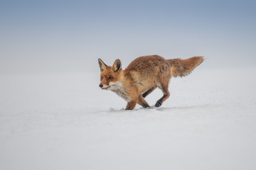 Red fox (Vulpes vulpes) with a bushy tail hunting in the snow in winter in Algonquin Park in Canada