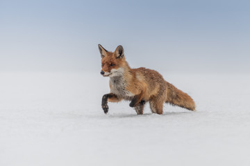 Red fox (Vulpes vulpes) with a bushy tail hunting in the snow in winter in Algonquin Park in Canada