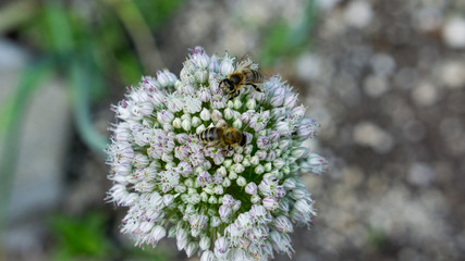 Bienen an Blüten