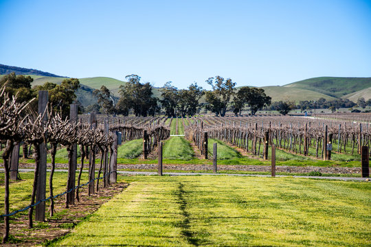 Wineries in Adelaide, South Australia, Barbossa valley