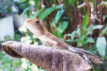 closeup thai chameleon on dry leaf