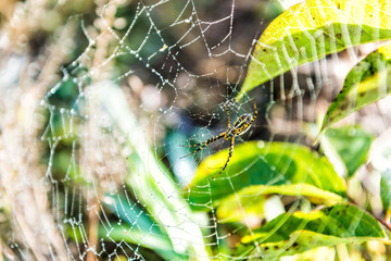 Macro closeup of black and yellow banded garden spider with web in green outdoors showing detail and texture
