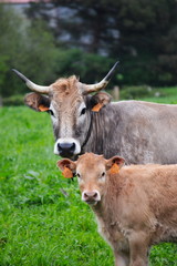 Cow and veal from Cantabria