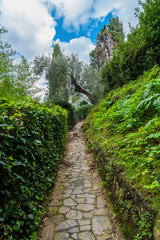 Fototapeta na wymiar Road in the park through the green trees, Portofino, Liguria, Italy